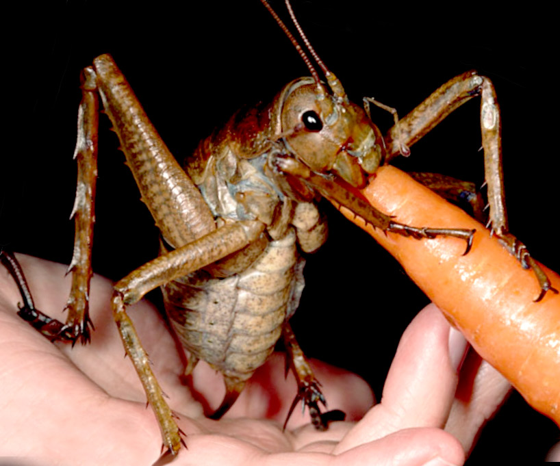 Is the Largest Bug in the World the New Zealand Giant Weta? (1/2)