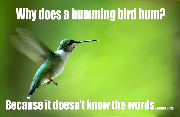 Why Does a Humming Bird Hum?